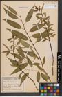 Foto von Salix fragilis L.